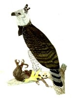 Harpy Eagle